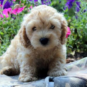 Lester, Cockapoo Puppy