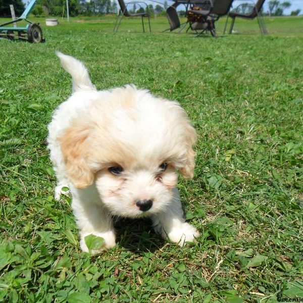 Levi, Cavachon Puppy