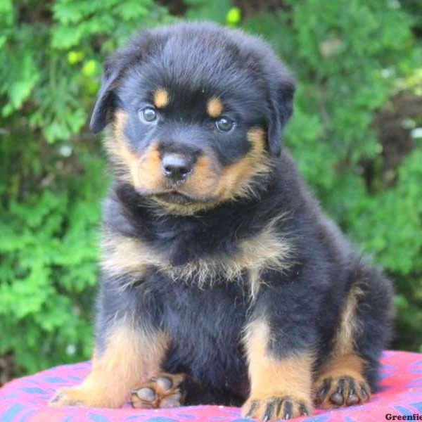 Levi, Rottweiler Puppy