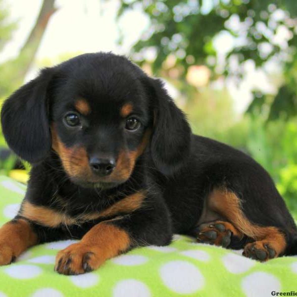 Levi, Cavalier King Charles Mix Puppy