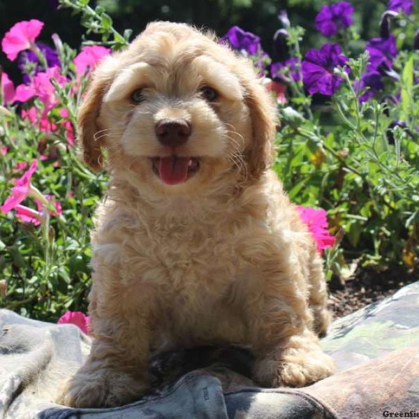 Levi, Cockapoo Puppy