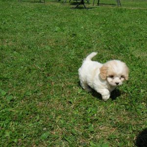 Levi, Cavachon Puppy