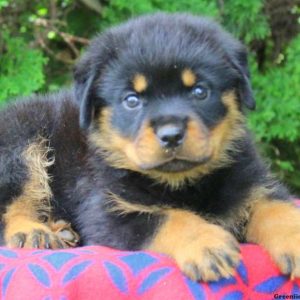 Levi, Rottweiler Puppy