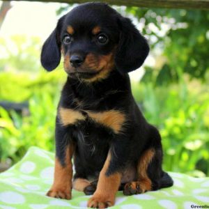 Levi, Cavalier King Charles Mix Puppy