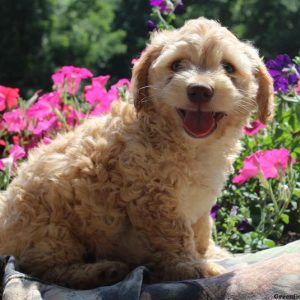 Levi, Cockapoo Puppy