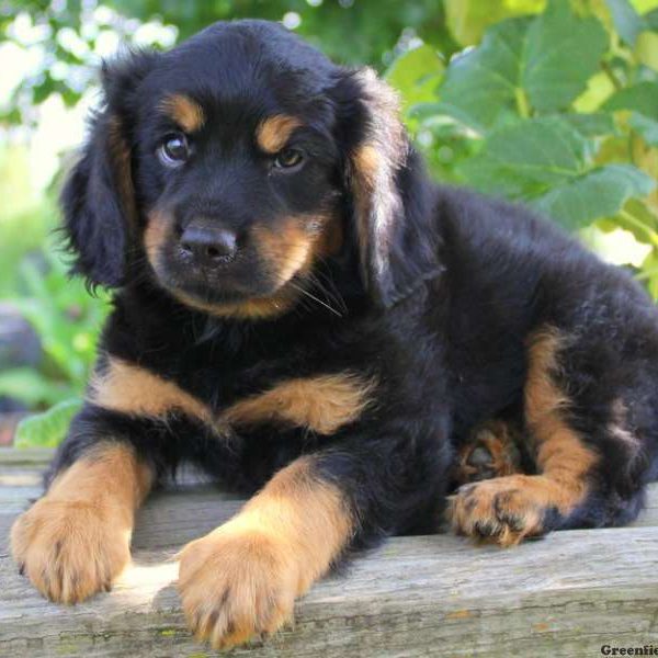 Lewin, Cavalier King Charles Mix Puppy