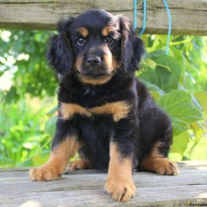 Lewin, Cavalier King Charles Mix Puppy