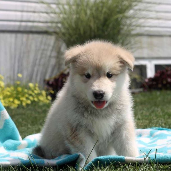 Lewis, Alaskan Malamute Puppy