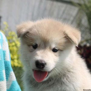 Lewis, Alaskan Malamute Puppy