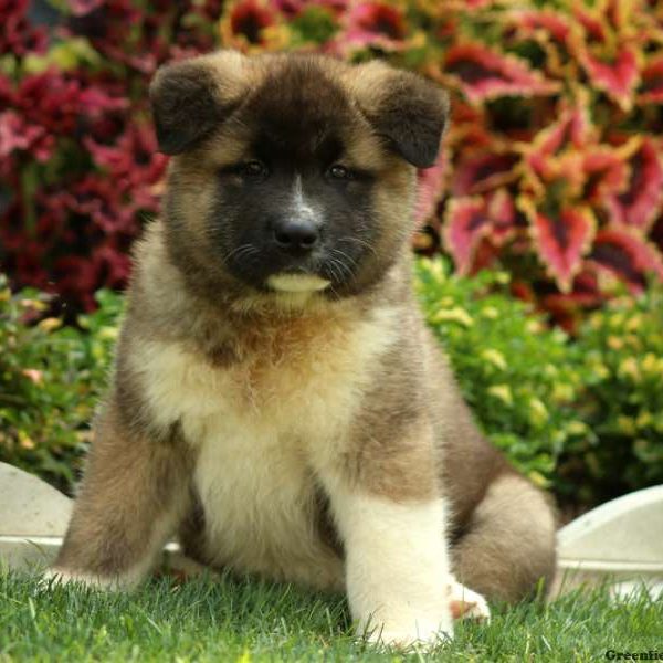 Lex, Akita Puppy