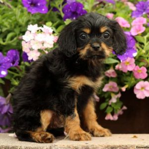 Lex, Cavapoo Puppy