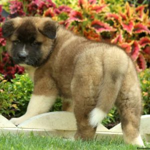 Lex, Akita Puppy