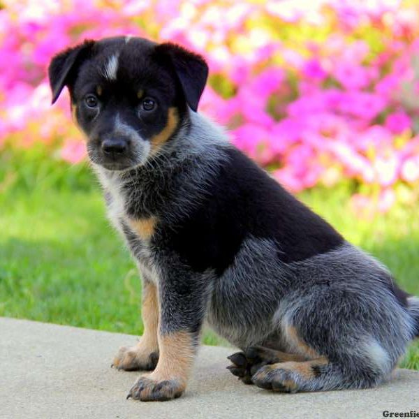 Lexi, Blue Heeler – Australian Cattle Dog Puppy