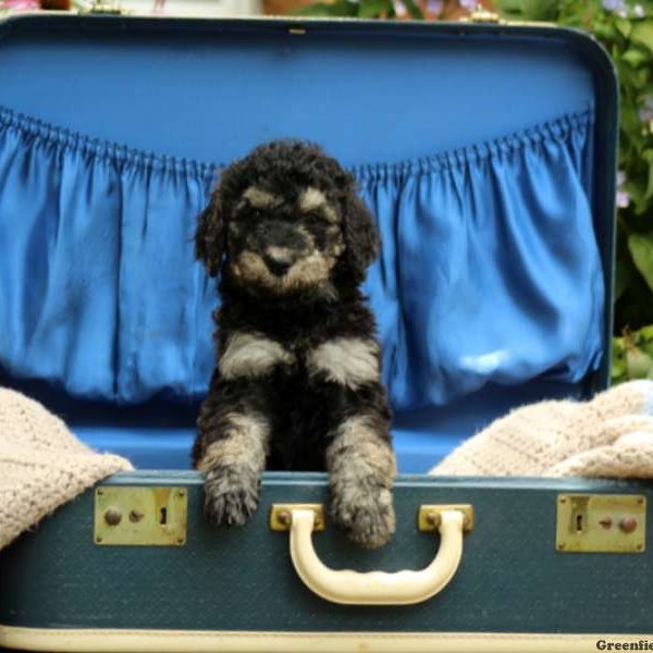 Lexi, Standard Poodle Puppy