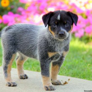 Lexi, Blue Heeler – Australian Cattle Dog Puppy