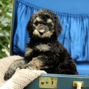 Lexi, Standard Poodle Puppy