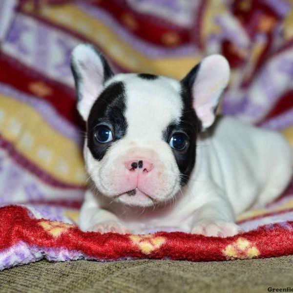 Lexie, French Bulldog Puppy