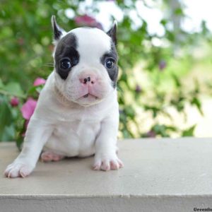 Lexie, French Bulldog Puppy