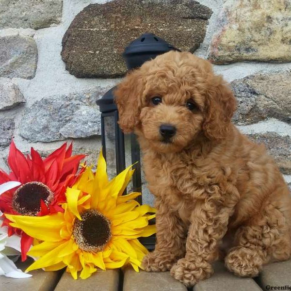 Lexis, Miniature Poodle Puppy