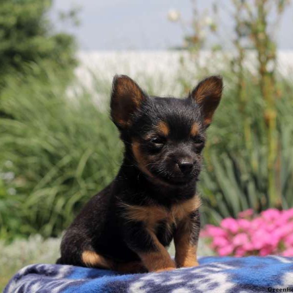 Liam, Chihuahua Mix Puppy