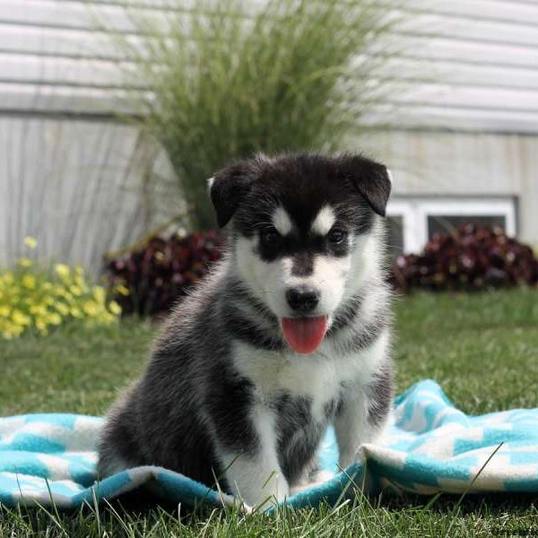 Liam, Alaskan Malamute Puppy