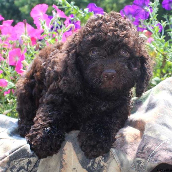 Liam, Cockapoo Puppy