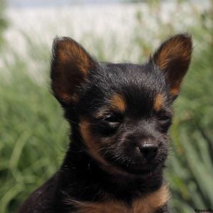 Liam, Chihuahua Mix Puppy