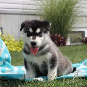 Liam, Alaskan Malamute Puppy