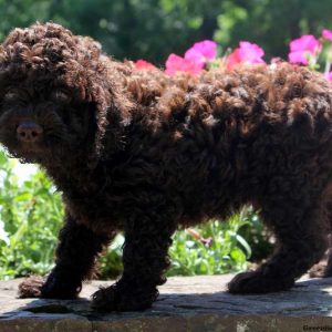 Liam, Cockapoo Puppy