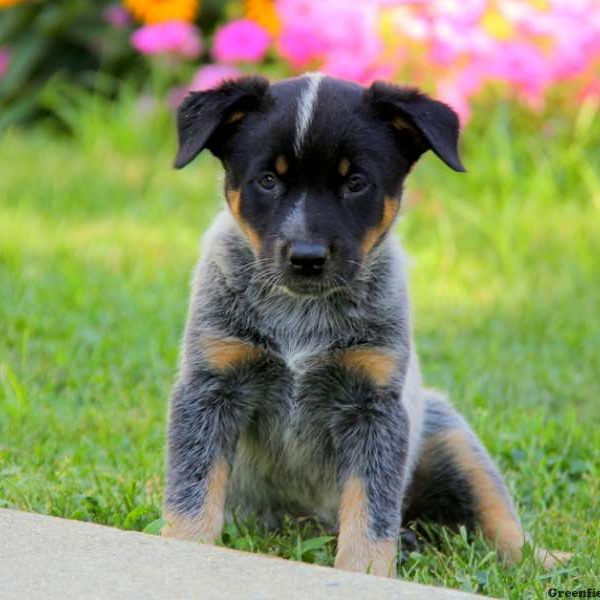 Libby, Blue Heeler – Australian Cattle Dog Puppy