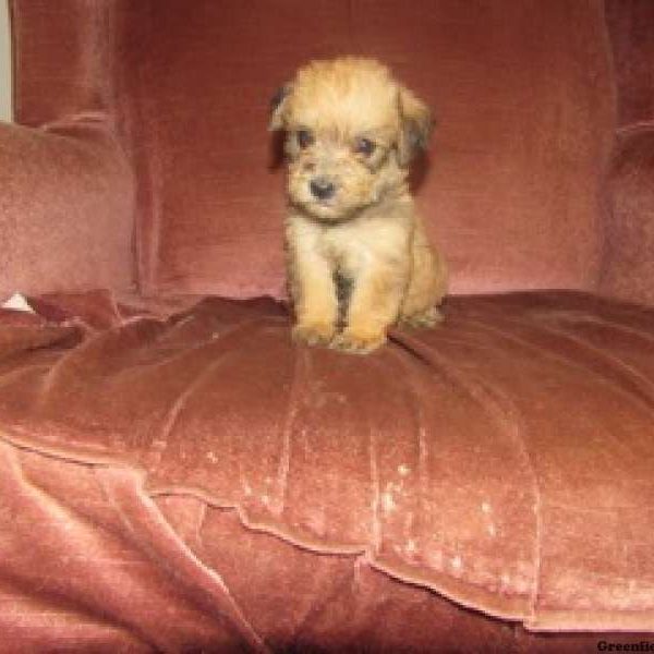 Libby, Schnoodle Puppy