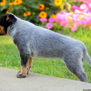 Libby, Blue Heeler – Australian Cattle Dog Puppy