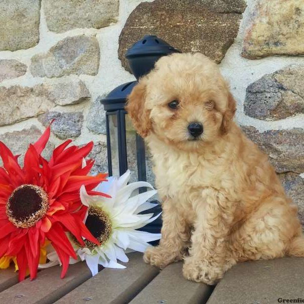 Lightning, Miniature Poodle Puppy