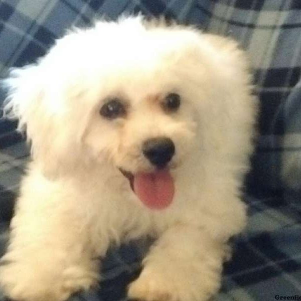 Lil Buster, Bichon Frise Puppy