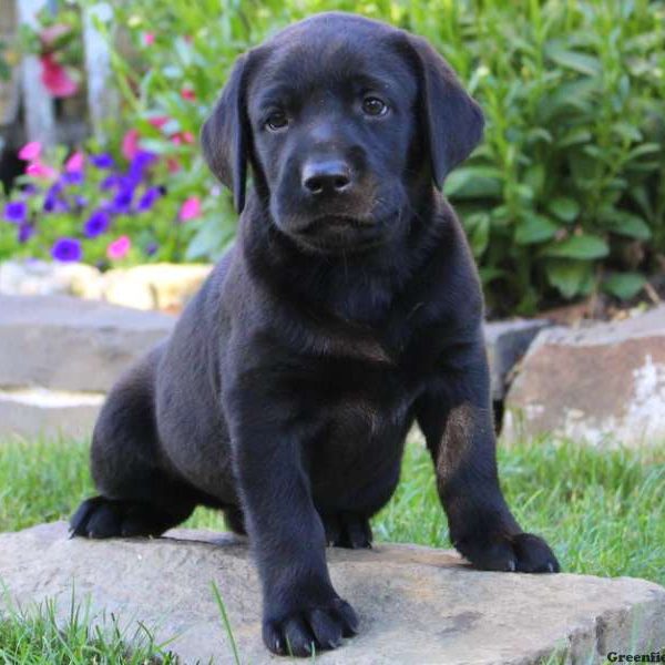 Lila, Labrador Retriever-Black Puppy