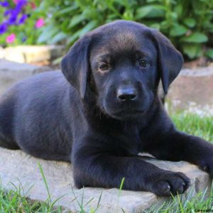 Lila, Labrador Retriever-Black Puppy