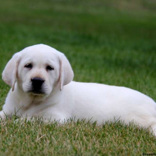 Lilac, Labby Dabby Doo Puppy