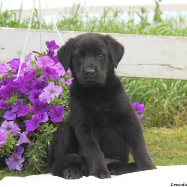 Lilac, Golden Shepherd Puppy