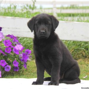 Lilac, Golden Shepherd Puppy