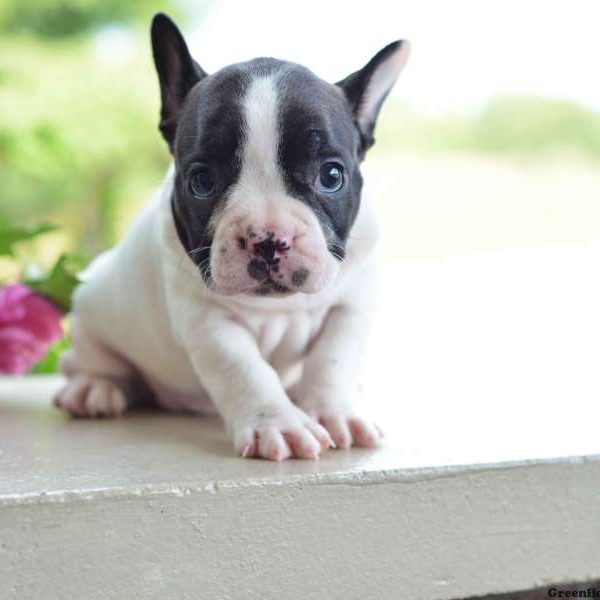 Lilly, French Bulldog Puppy