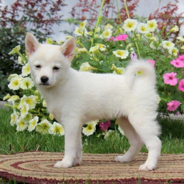 Lilly, Shiba-ranian Puppy