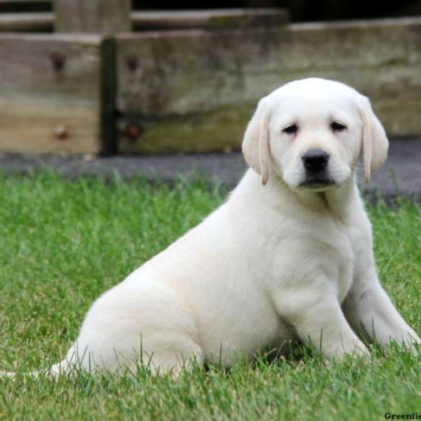 Lilly, Labby Dabby Doo Puppy