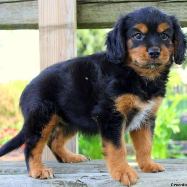 Lilly, Cavalier King Charles Mix Puppy