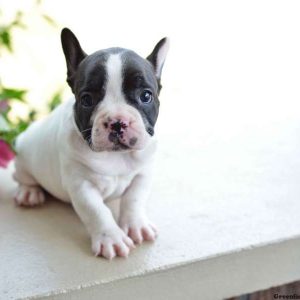 Lilly, French Bulldog Puppy