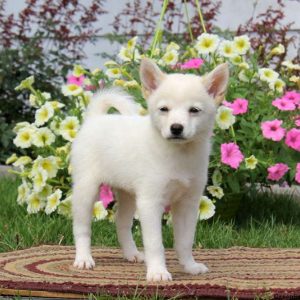 Lilly, Shiba-ranian Puppy