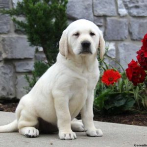 Lilly, Labby Dabby Doo Puppy