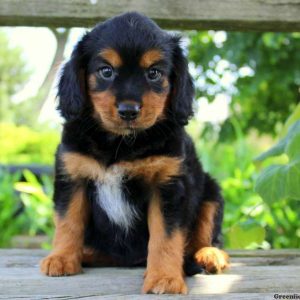 Lilly, Cavalier King Charles Mix Puppy