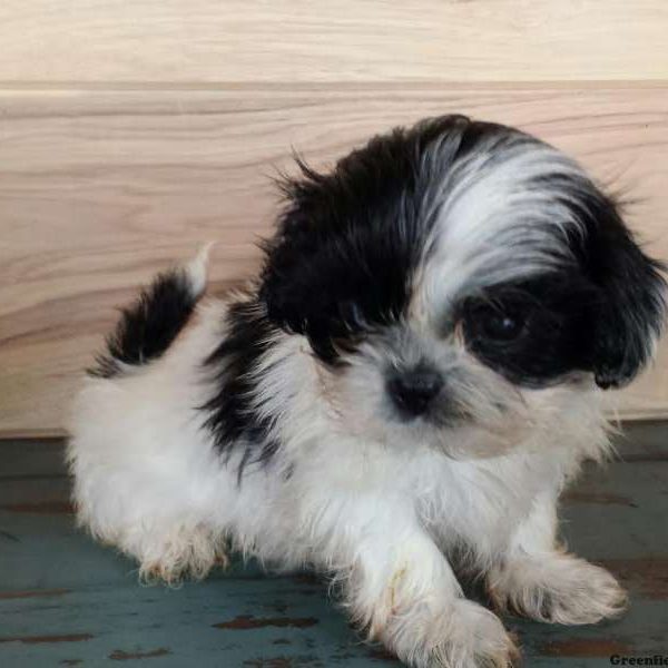 Lily, Shih Tzu Puppy