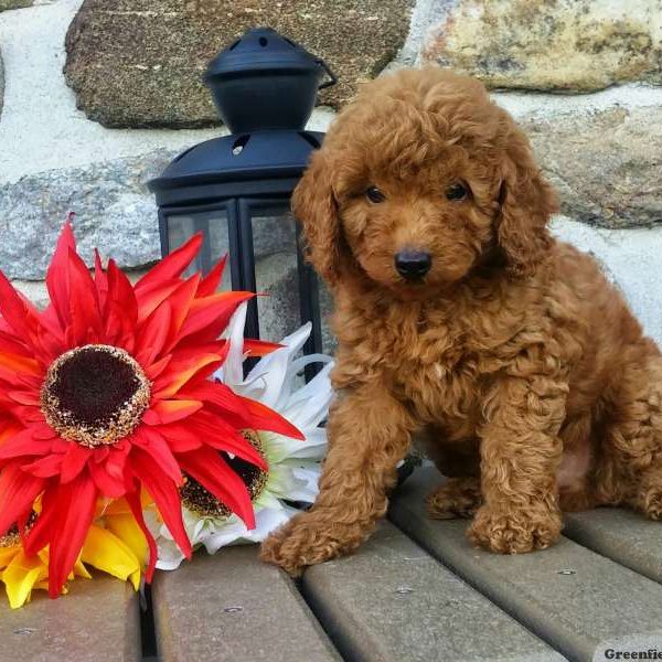 Lincoln, Miniature Poodle Puppy