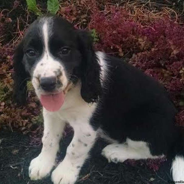 Linda, English Springer Spaniel Puppy